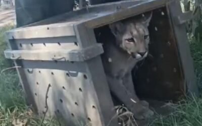 Capturaron y liberaron a un puma suelto en Necochea