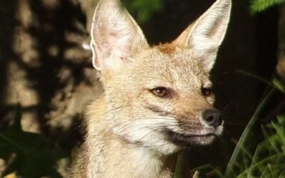 DS Naturaleza de Cerca, el proyecto que visibiliza la fauna autóctona en la Argentina