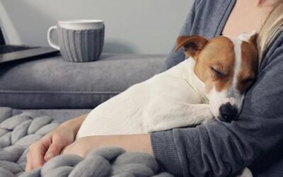 ¿Los perros pueden tener dengue?