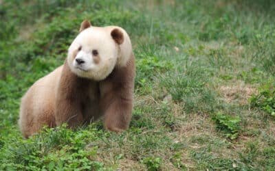 ¿A qué se debe el color marrón en algunos osos panda?