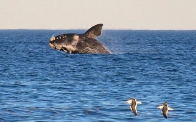 El Doradillo, la playa argentina elegida entre las mejores del mundo