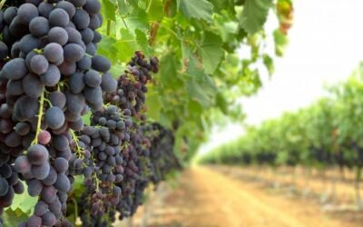 Se celebra el Día Mundial del Malbec