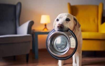 Inteligencia canina: Un estudio sobre perros causa asombro