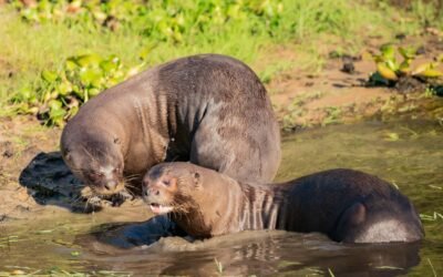 Dos nutrias gigantes llegaron desde Alemania al Gran Parque Iberá
