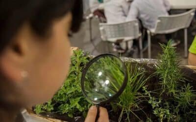 Escuelas en Acción Climática: una propuesta para las instituciones educativas