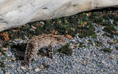 Descubrieron un gato montés conviviendo con lobos marinos en Chubut