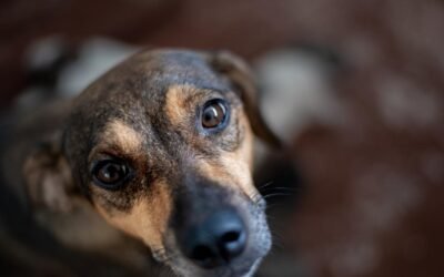 Qué tener en cuenta al adoptar un perro mestizo