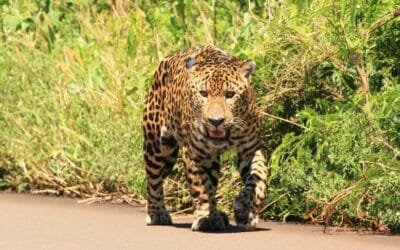 Encontraron un nuevo yaguareté y vos podés elegir su nombre