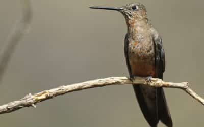 Investigadores descubrieron una nueva especie de colibrí gigante en Sudamérica