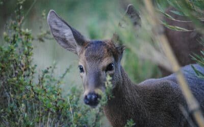El Parque Nacional Lanín busca recolonizar al huemul en la zona protegida