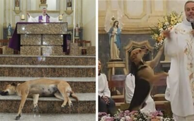 Un sacerdote brasileño rescata perros abandonados y  luego los da en adopción durante la misa