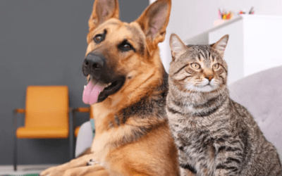 El 75% de los argentinos ve a sus mascotas como hijos