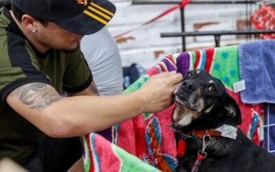 Se renovó el plan “Tucumán Mascotas”