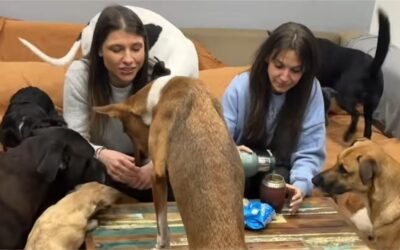 Resguardando Almas, el refugio que rescatas animales y visibiliza su historia en las redes sociales