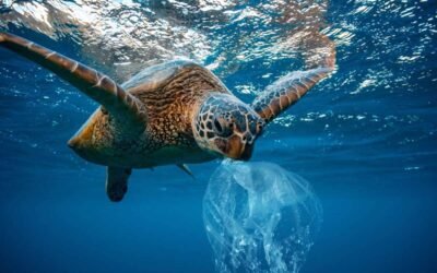 Argentina firmó el Tratado Internacional de los Océanos