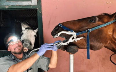 Un experto en odontología equina mejoró la vida de 10.000 caballos