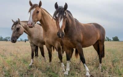 El caballo criollo recibirá la distinción Marca País