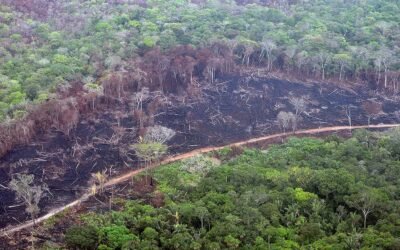 Colombia redujo considerablemente la deforestación durante el 2023