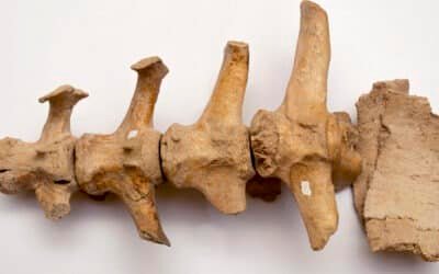 Descubrimiento paleontológico en Argentina puede replantear el origen del hombre americano