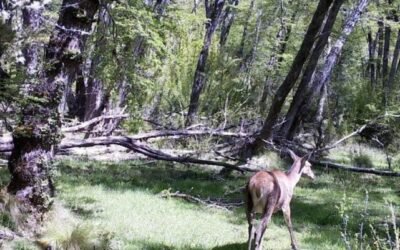 San Martín de los Andes: la fauna del área Queñi comenzó a arrojar signos de recuperación