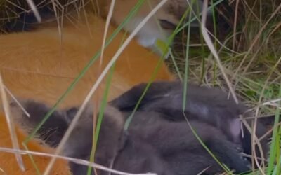 El Parque Iberá se sigue poblando: nacieron cinco cachorros de aguará guazú