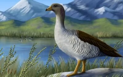 Descubrieron una especie de ave que vivió en la Era de Hielo