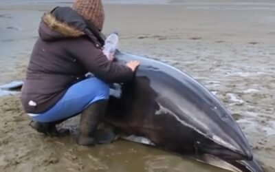 Rescataron a dos delfines encallados en Río Negro