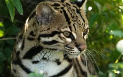 Arribaron tres felinos ocelotes al Parque Iberá de Corrientes