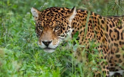 Se concretaron traslados de yaguaretés entre Iberá y el Impenetrable