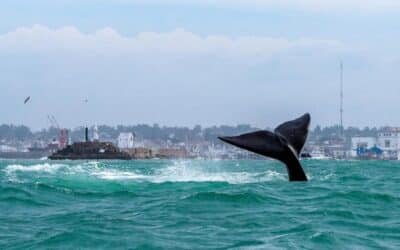 Ballenas en Mar del Plata: los mejores lugares para avistarlas desde la costa