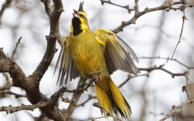 La Alianza Cardenal Amarillo, el proyecto nacional que cuida y protege al ave sudamericano