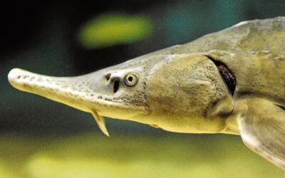 Hallaron un pez que podría transformar el ecosistema del Río de La Plata