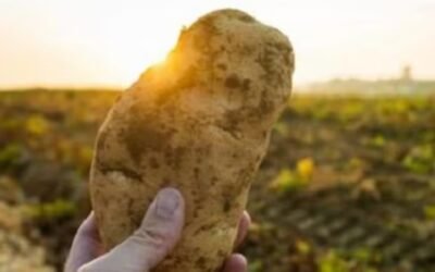 Fomentan la producción sustentable de papa en Tucumán