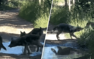 EE.UU.: un video ratificó el nacimiento de tres cachorros de lobos tras la reintroducción de la especie