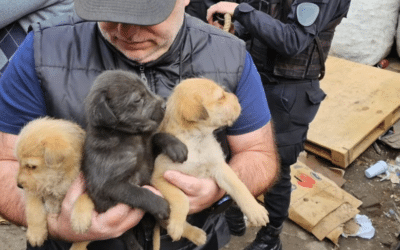 Emotivo rescate de 9 personas y 39 perros en Constitución