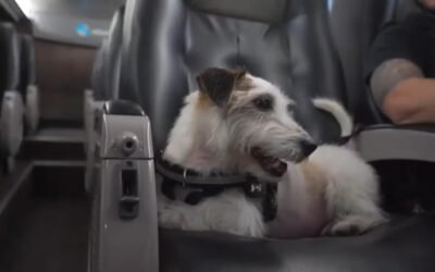 Un recorrido pet friendly: Flechabus permitirá que los usuarios viajen con sus mascotas