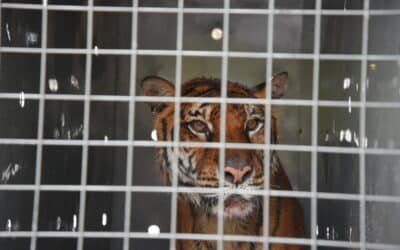 De Mendoza a Estados Unidos: trasladan a Lucy, la última tigresa de bengala de la provincia