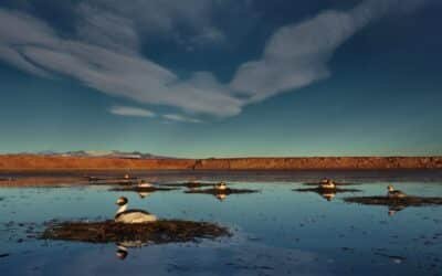 Santa Cruz: luego de cinco años lograron avistar a un ave en peligro de extinción