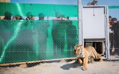 Los tigres serán reintroducidos en Kazajistán luego de 70 años