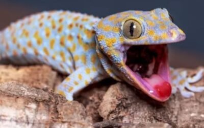 Un estudio afirma que un reptil posee el sexto sentido