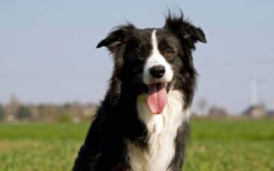 Los expertos revelaron cuáles son las 10 razas de perros más inteligentes