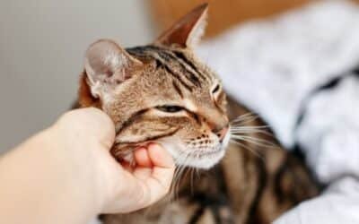 Un estudio arrojó un truco para la comunicación con los gatos