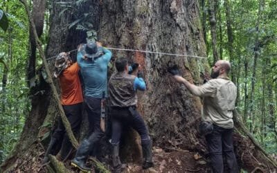 Investigadores hallaron el árbol más alto de Sudamérica