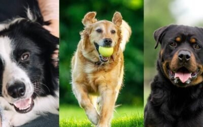 ¿Los perros se encuentran en una nueva fase de evolución?