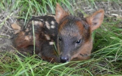 Nació una cría de pudú en el Bioparque Temaikén y generó esperanza sobre la conservación de su especie