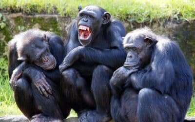 Descubrieron en África chimpancés que tendrían una cultura similar a la humana