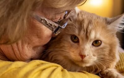 El cerebro de los gatos, la clave para estudiar a los humanos