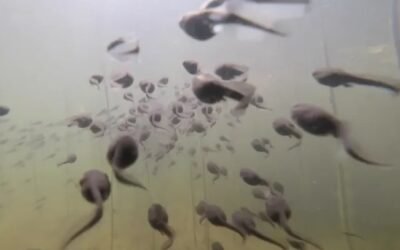 Histórico: descubren huesos de un renacuajo de 165 millones de años