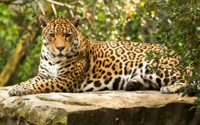 Apareció una nueva especie de yaguareté en el norte del país