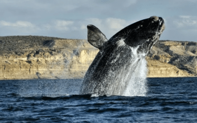 Descubren que la ballena franca austral puede vivir más de 130 años